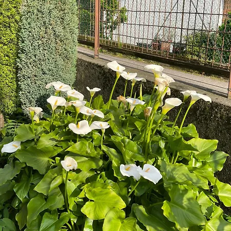 Rosi Apartamento Lierna